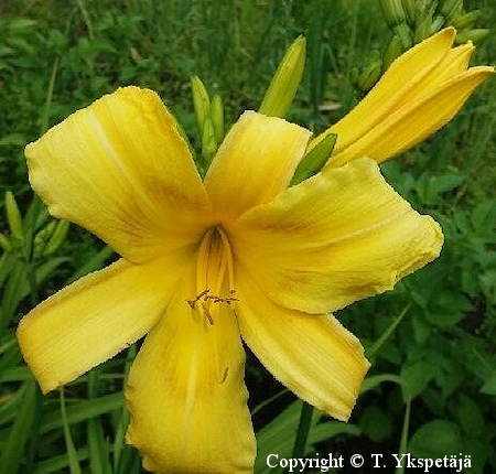 Hemerocallis Hybrida-Ryhm 'Mission Bells', tarhapivnlilja